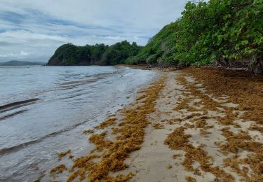 Randonnée Marche La Trinité - Anse Cosmy - Anse Azerot - Photo