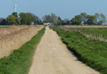 Tocht Te voet South Holland - Willow Tree Fen Green perimeter route - Photo