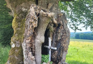 Tour Wandern Hohenfels - rando ornitho engreu  8-06-2023. - Photo