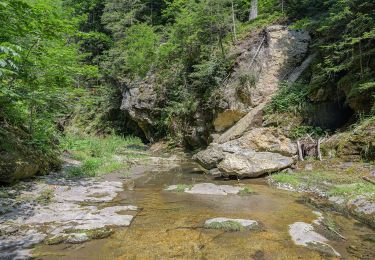 Trail On foot Weiz - Wanderweg 15 - Photo