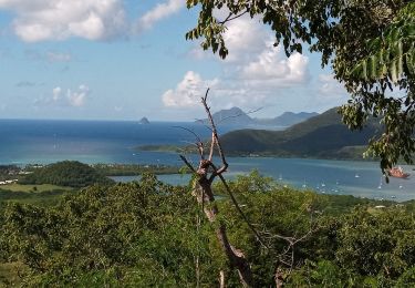 Tocht Stappen Sainte-Anne - Piton Creve-Coeur - Photo