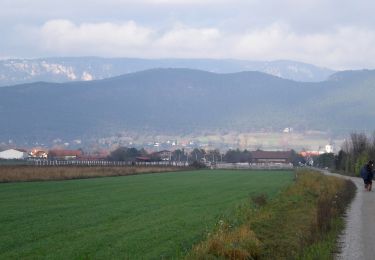 Excursión A pie Gemeinde Weikersdorf am Steinfelde - Laufstrecke Steinfeld 6,1 km - Photo