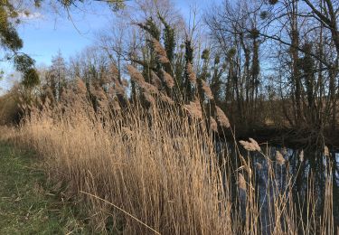 Trail Walking Pont-sur-Seine - De Pont sur Seine à Marnay - Photo