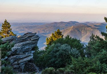 Trail Walking Saint-Gervais-sur-Mare - Tour du Caroux Arsel  - Photo