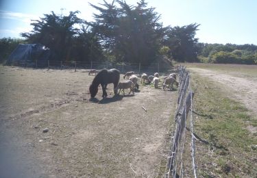 Tour Wandern Saint-Pierre-d'Oléron - La Cotonnière - Photo