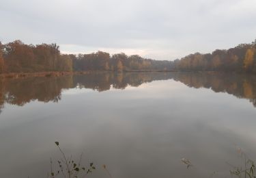 Trail Mountain bike Saint-Clément - VTT 24/11/19 Luneville - Photo