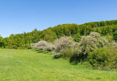 Tour Zu Fuß Bad Driburg - Bollberg Rundweg A3 - Photo