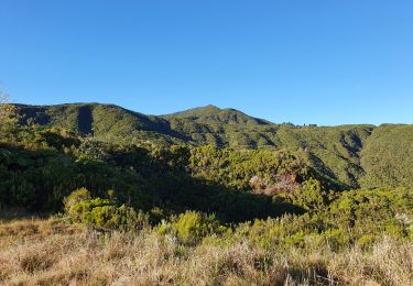 Randonnée Marche La Plaine-des-Palmistes - Gros Piton Rond - Photo