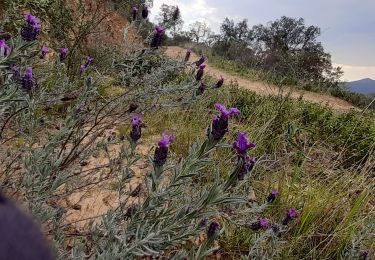 Percorso Marcia La Londe-les-Maures - gaoutabry - Photo