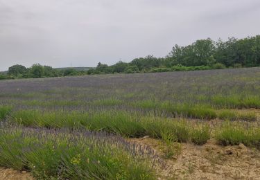 Randonnée Marche Larnas - Larnas 6km. - Photo