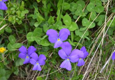 Trail Walking Les Houches - Parc Animalier Merlet - Chalets de Chailloux - Aiguillettes des Houches - Photo