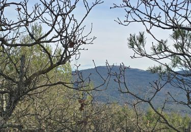 Randonnée Course à pied Évenos - collitane - Photo