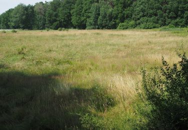 Tour Zu Fuß Eschede - Südheide 'Im Land der Esche' W19l (lange Tour) - Photo