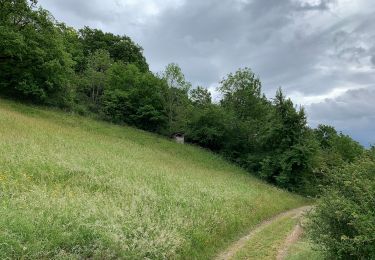 Randonnée A pied Mechernich - EifelSpur Wasser für Köln - Photo