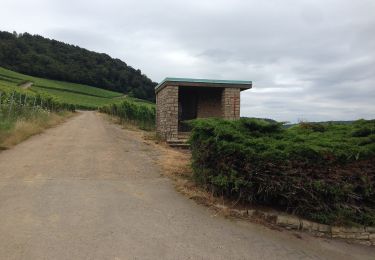 Tocht Te voet Wormeldange - Traumschleife Wein- und Naturpfad Palmberg Ahn - Photo