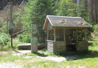 Tour Zu Fuß Bad Schandau - Grüner Punkt - Photo