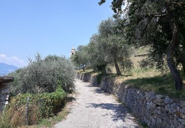 Tocht Te voet Torri del Benaco - Percorso del Pellegrino - Photo