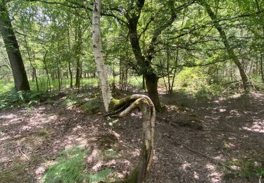 Randonnée Marche Salins - Le bois du Maulny - Photo