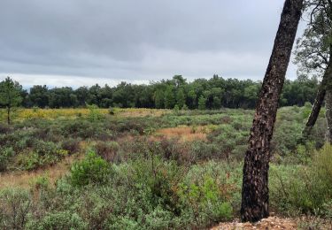 Excursión Senderismo Le Cannet-des-Maures - Autour de