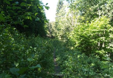 Tour Wandern Sewen - Chalet du Graber en mai - Photo