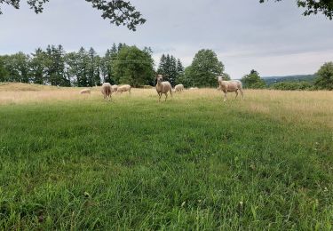 Randonnée Marche Chalvignac - 20210617 Chalvignac - Photo