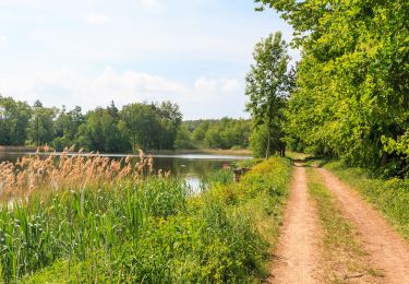 Tocht Te voet Chvaletice - [Ž] Chvaletice - Zdechovice - Photo