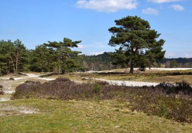 Tocht Te voet Heerlen - Brunssummer Heide Lichtblauwe route - Photo