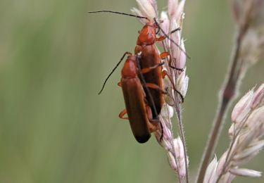 Randonnée A pied Inconnu - Holzweg (Rieselfelder Münster) - Photo