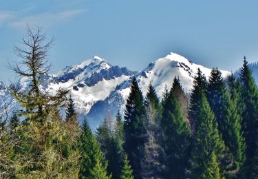 Percorso A piedi Scurelle - (SI C13S) Rifugio Malga Conseria - Forccella Magna - Passo dei Pastori - Rifugio Brentari alla Cima d'Asta - Forcella di Val Regana - Caoria - Photo