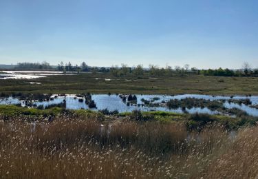 Tocht Noords wandelen Boismont - Chemin du littoral  - Photo