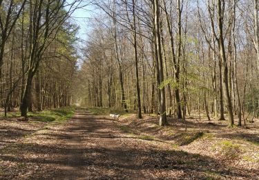 Trail Walking Saint-Nicolas-d'Aliermont - St Nicolas d'aliermont forêt d'arques - Photo