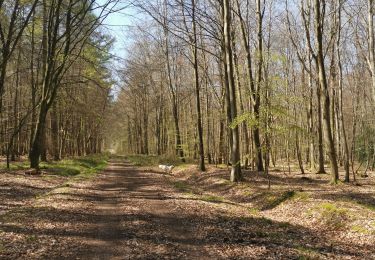 Tocht Stappen Saint-Nicolas-d'Aliermont - St Nicolas d'aliermont forêt d'arques - Photo