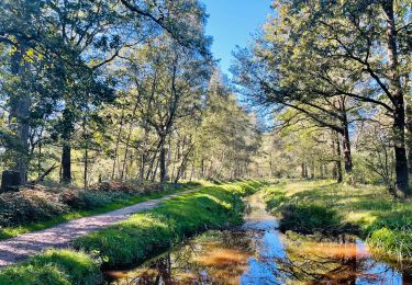 Randonnée Marche Bilzen - Promenade dans le Munsterbos à Munsterbilzen - Photo