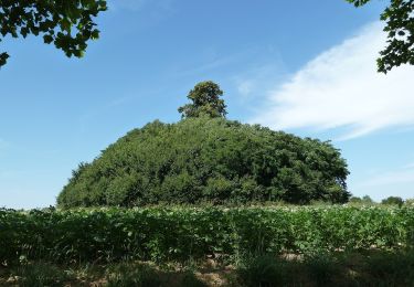 Trail On foot Incourt - Promenade du Tumulus - Photo