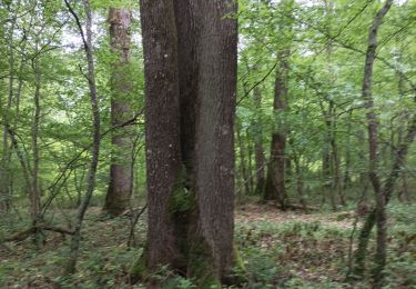 Trail Walking Vauchassis - randonnée Bucey - Photo