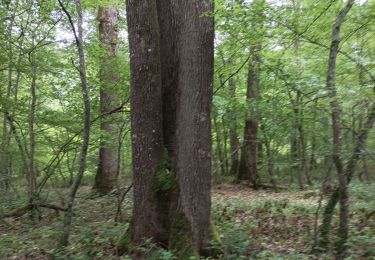 Tour Wandern Vauchassis - randonnée Bucey - Photo