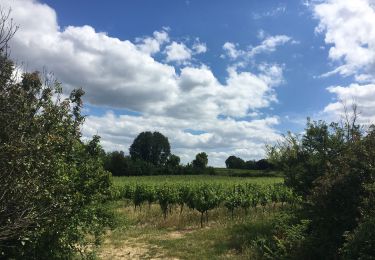 Percorso Marcia Entre-Vignes - M34 - SAINT CHRISTOL - SAINT GÉNIES DES M. - le 27.10.2019 - Photo