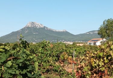 Tocht Stappen La Crau - château d Hyères-16-09-22  - Photo