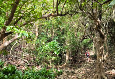 Trail Walking Capesterre-de-Marie-Galante - Guadeloupe - Marie Galante - Les Galeries - Photo