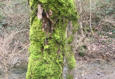 Trail Walking Riols - Aupigno - Roc des Contentes - Photo
