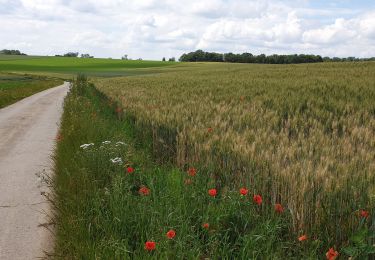 Tour Wandern Les Bons Villers - Frasnes 20.06.19 - Photo