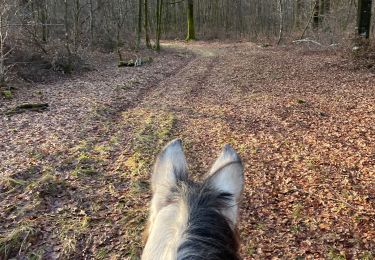 Trail Horseback riding Habay - Les 4 fils Aymon en minimisant la route et en sécurisant le départ pour les chevaux - Photo