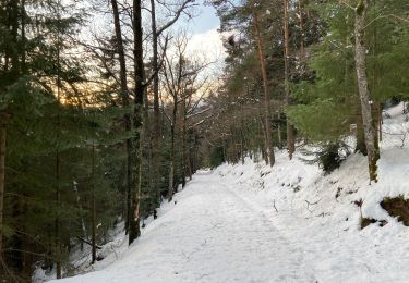 Tour Wandern Weier im Thal - Marche dans la neige - Photo