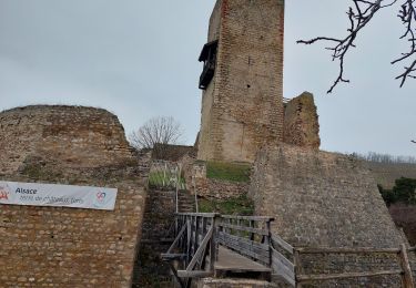 Tour Wandern Niedermorschweier - Club Vosgien Labaroche - Rando 17/01/2025 - Niedermorschwihr/Katzenthal - Photo