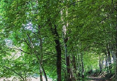Trail Walking Volvic - Le tour des bois  - Photo