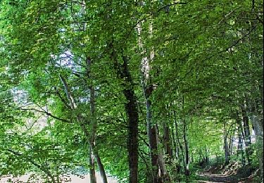 Percorso Marcia Volvic - Le tour des bois  - Photo