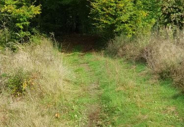 Excursión Bici de montaña Saint-Clément - sortie vtt du 18102020 Lunéville vitrimont  - Photo