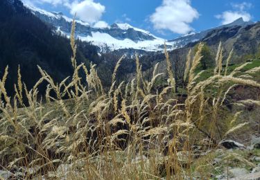 Randonnée Marche Champoléon - 20190514_Les Fermonds_Refuge du Tourond_Les Bouquetins - Photo