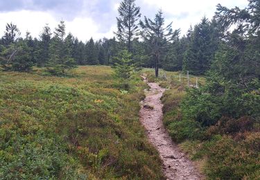 Randonnée Marche Le Valtin - VOSGES 2023 - Col de la Schlucht - Les Rochers de Hirschteine - Photo