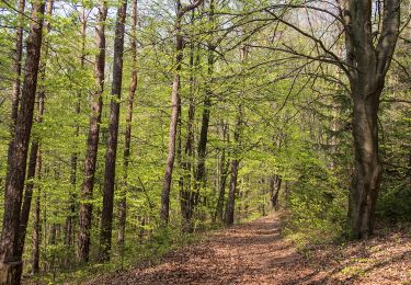 Trail On foot Hirschbach - Eschenfelden Rundweg 11 - Photo